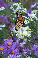 Butterfly Garden